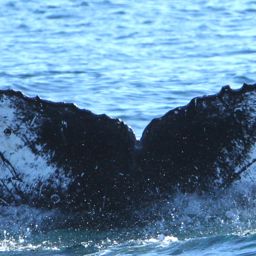 Fluke of CRC-18417