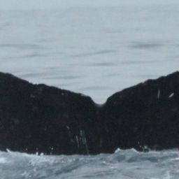 Fluke of CRC-18446