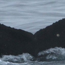 Fluke of CRC-18441