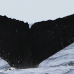 Fluke of CRC-17664