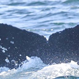 Fluke of CRC-17985