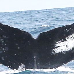 Fluke of CRC-18147