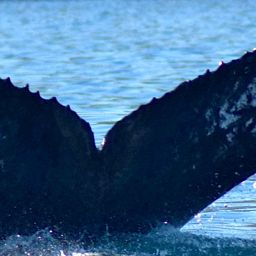 Fluke of CRC-18149