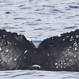 Fluke of CRC-18299