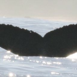 Fluke of Peak