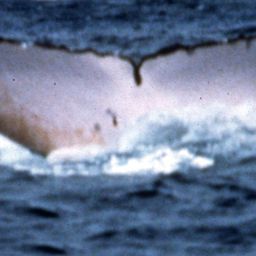 Fluke of SPWRC-TGVA9526