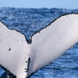 Fluke of Jaye Hark