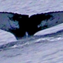 Fluke of AHWC-6266