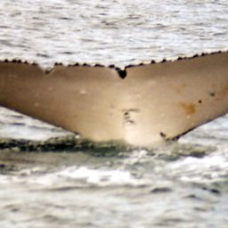Fluke of SPWRC-TGVA0124