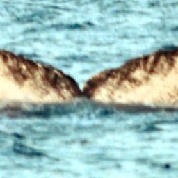 Fluke of SPWRC-TGVA0145