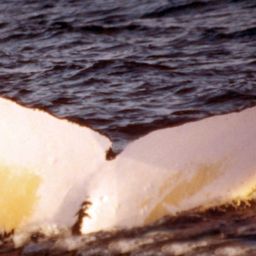 Fluke of SPWRC-TGVA0146