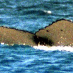 Fluke of SPWRC-TGVA0154