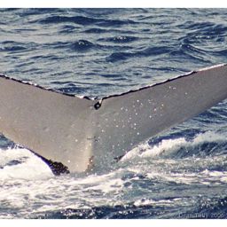 Fluke of SPWRC-TGVA0224