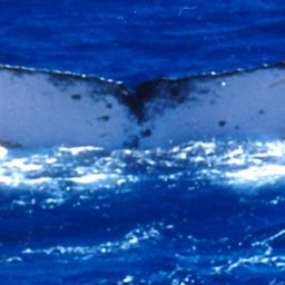 Fluke of SPWRC-TGVA9974