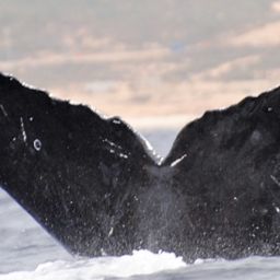 Fluke of CRC-10171