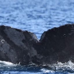 Fluke of CRC-12534