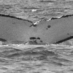 Fluke of SPWRC-TGVA0725
