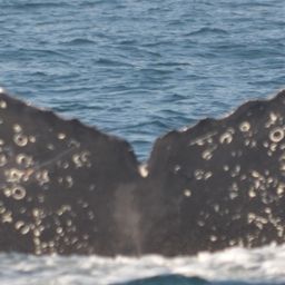 Fluke of CRC-16127