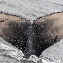Fluke of 2019-2020 calf of CRC-12459