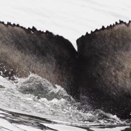 Fluke of 2019-2020 calf of Akimbo