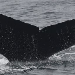 Fluke of CRC-12148