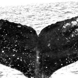 Fluke of TDI-16171