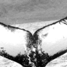 Fluke of TDI-16109