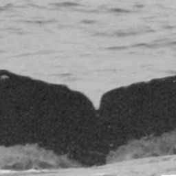 Fluke of TDI-16266