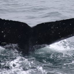 Fluke of HW-MN0310028