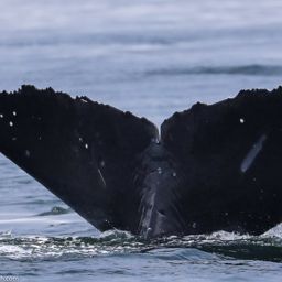 Fluke of CRC-11894