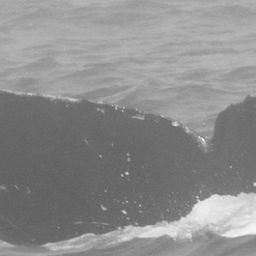 Fluke of CRC-15288