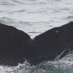 Fluke of CRC-16976