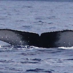 Fluke of PWF-NP_2364