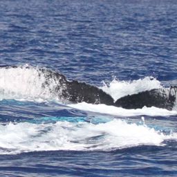 Fluke of PWF-NP_2363