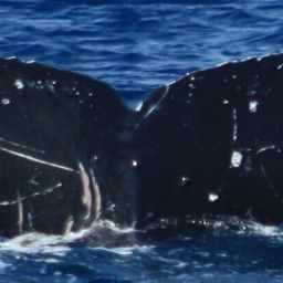 Fluke of HW-MN0442595