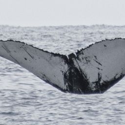 Fluke of MACOL-459