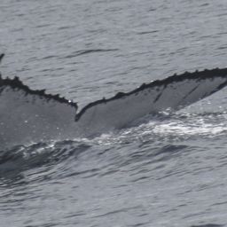Fluke of MACOL-437