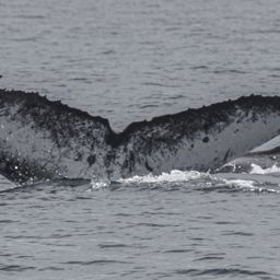 Fluke of MACOL-436