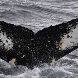 Fluke of MACOL-498