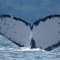 Fluke of MACOL-397