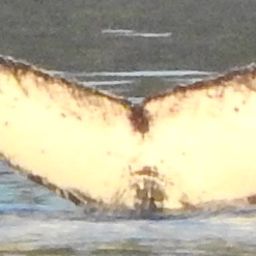 Fluke of Inukshuk