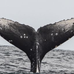 Fluke of MACOL-262