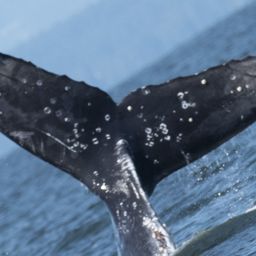 Fluke of Neowise