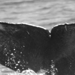 Fluke of SEAK-UASE-KMS-20171126-016