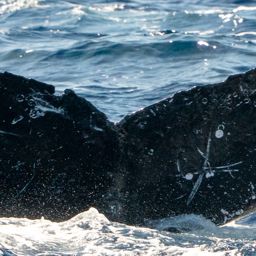 Fluke of HW-MN0442610