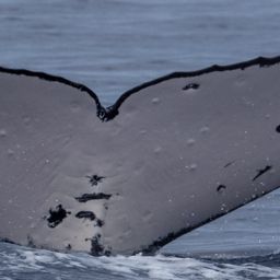 Fluke of HW-MN0442615