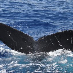 Fluke of HW-MN0442649