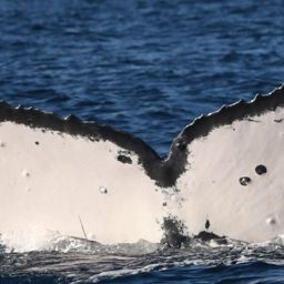 Fluke of HW-MN0442655