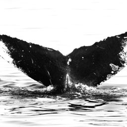 Fluke of CRC-11244