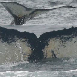 Fluke of IBJ-1078